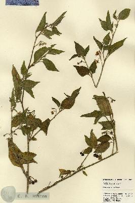 URN_catalog_HBHinton_herbarium_23277.jpg.jpg