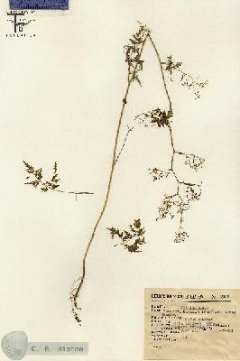 URN_catalog_HBHinton_herbarium_2329.jpg.jpg