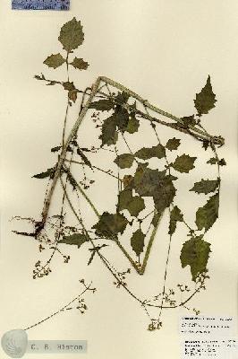 URN_catalog_HBHinton_herbarium_23308.jpg.jpg