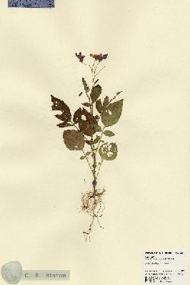 URN_catalog_HBHinton_herbarium_23314.jpg.jpg