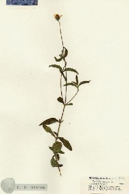 URN_catalog_HBHinton_herbarium_21256.jpg.jpg