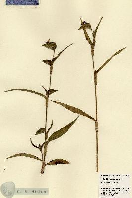 URN_catalog_HBHinton_herbarium_23315.jpg.jpg