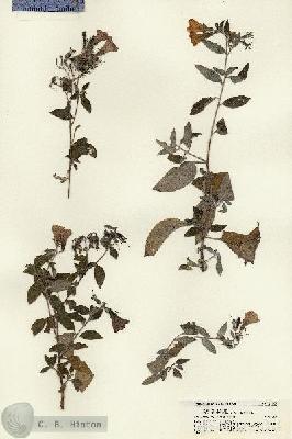 URN_catalog_HBHinton_herbarium_21764.jpg.jpg
