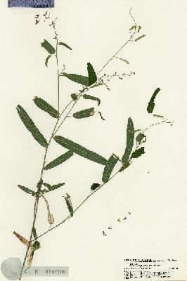 URN_catalog_HBHinton_herbarium_21384.jpg.jpg