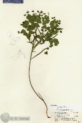 URN_catalog_HBHinton_herbarium_21388.jpg.jpg