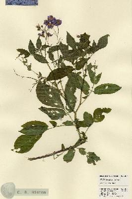 URN_catalog_HBHinton_herbarium_23326.jpg.jpg