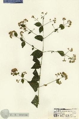 URN_catalog_HBHinton_herbarium_21396.jpg.jpg
