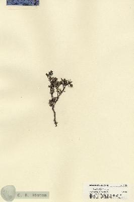 URN_catalog_HBHinton_herbarium_21584.jpg.jpg