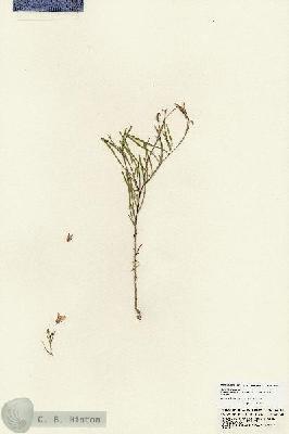 URN_catalog_HBHinton_herbarium_23994.jpg.jpg