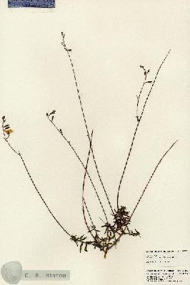 URN_catalog_HBHinton_herbarium_23997.jpg.jpg