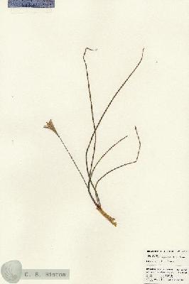 URN_catalog_HBHinton_herbarium_24005.jpg.jpg