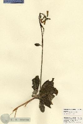 URN_catalog_HBHinton_herbarium_21842.jpg.jpg