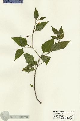 URN_catalog_HBHinton_herbarium_21270.jpg.jpg