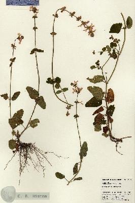 URN_catalog_HBHinton_herbarium_21305.jpg.jpg