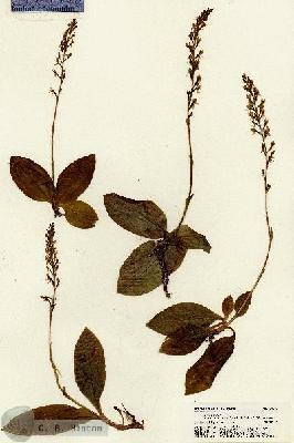 URN_catalog_HBHinton_herbarium_21283.jpg.jpg