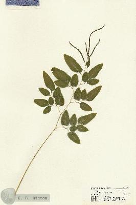 URN_catalog_HBHinton_herbarium_21289.jpg.jpg