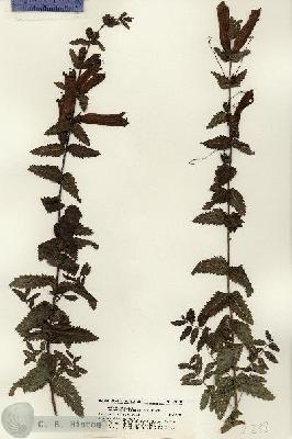 URN_catalog_HBHinton_herbarium_21298.jpg.jpg