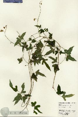 URN_catalog_HBHinton_herbarium_23421.jpg.jpg