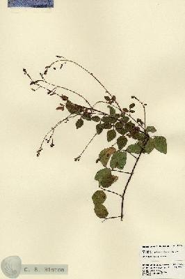 URN_catalog_HBHinton_herbarium_23425.jpg.jpg