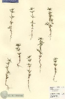 URN_catalog_HBHinton_herbarium_23430.jpg.jpg