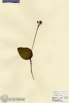 URN_catalog_HBHinton_herbarium_23427.jpg.jpg