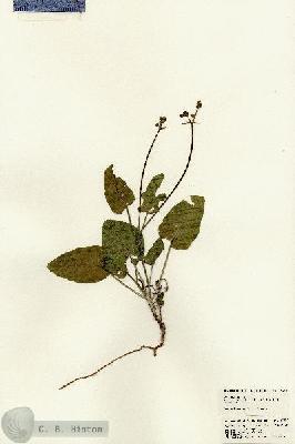 URN_catalog_HBHinton_herbarium_23383.jpg.jpg