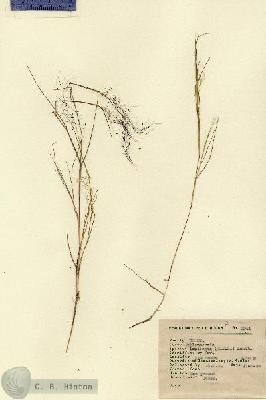 URN_catalog_HBHinton_herbarium_2341.jpg.jpg