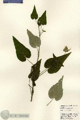 URN_catalog_HBHinton_herbarium_23874.jpg.jpg
