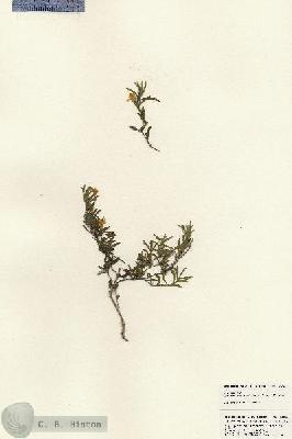 URN_catalog_HBHinton_herbarium_23868.jpg.jpg