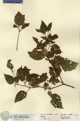 URN_catalog_HBHinton_herbarium_23437.jpg.jpg