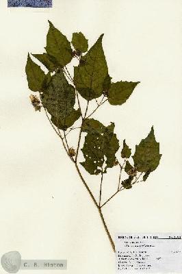 URN_catalog_HBHinton_herbarium_21314.jpg.jpg