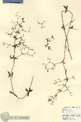 URN_catalog_HBHinton_herbarium_23439.jpg.jpg