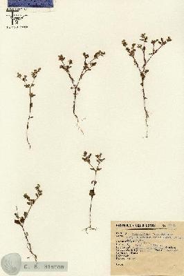 URN_catalog_HBHinton_herbarium_2142.jpg.jpg