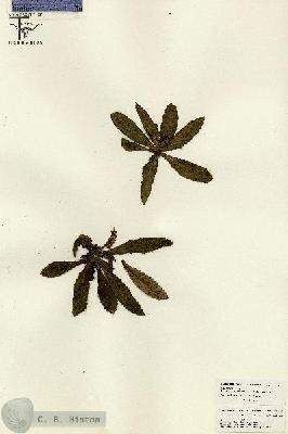URN_catalog_HBHinton_herbarium_26146.jpg.jpg