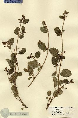 URN_catalog_HBHinton_herbarium_21477.jpg.jpg