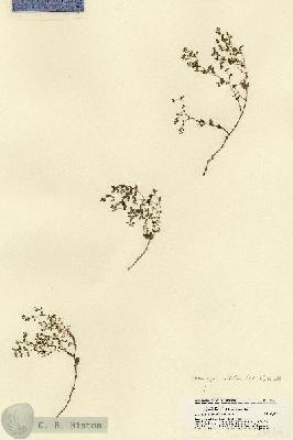 URN_catalog_HBHinton_herbarium_21454.jpg.jpg