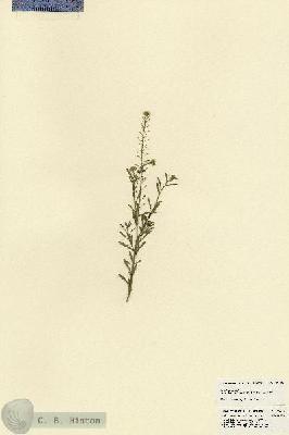 URN_catalog_HBHinton_herbarium_21455.jpg.jpg