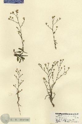 URN_catalog_HBHinton_herbarium_21481.jpg.jpg