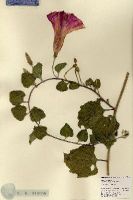 URN_catalog_HBHinton_herbarium_21456.jpg.jpg