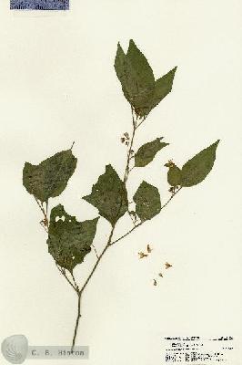 URN_catalog_HBHinton_herbarium_21381.jpg.jpg