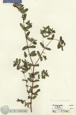 URN_catalog_HBHinton_herbarium_21426.jpg.jpg