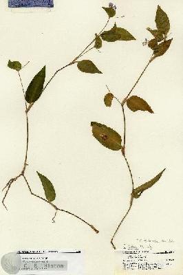 URN_catalog_HBHinton_herbarium_21430.jpg.jpg