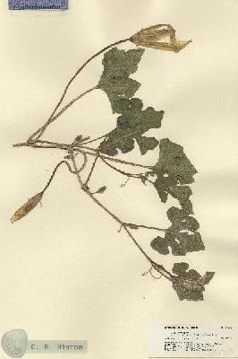URN_catalog_HBHinton_herbarium_21459.jpg.jpg