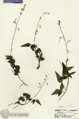 URN_catalog_HBHinton_herbarium_21436.jpg.jpg