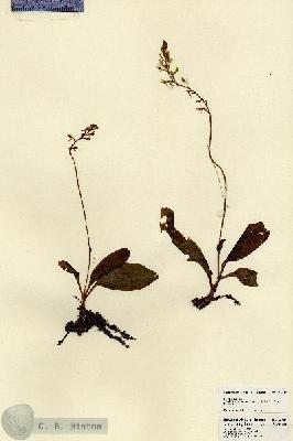 URN_catalog_HBHinton_herbarium_23487.jpg.jpg