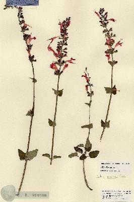 URN_catalog_HBHinton_herbarium_21470.jpg.jpg