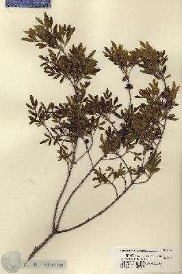 URN_catalog_HBHinton_herbarium_21472.jpg.jpg