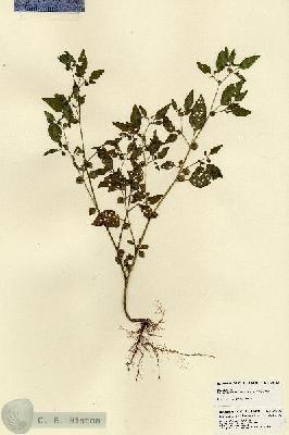 URN_catalog_HBHinton_herbarium_23498.jpg.jpg