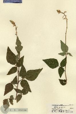 URN_catalog_HBHinton_herbarium_21545.jpg.jpg