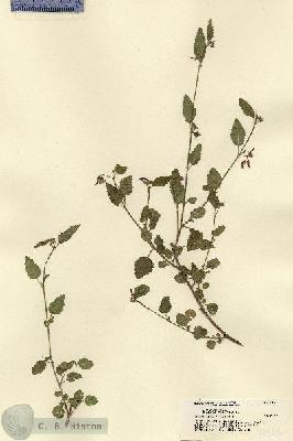 URN_catalog_HBHinton_herbarium_21546.jpg.jpg